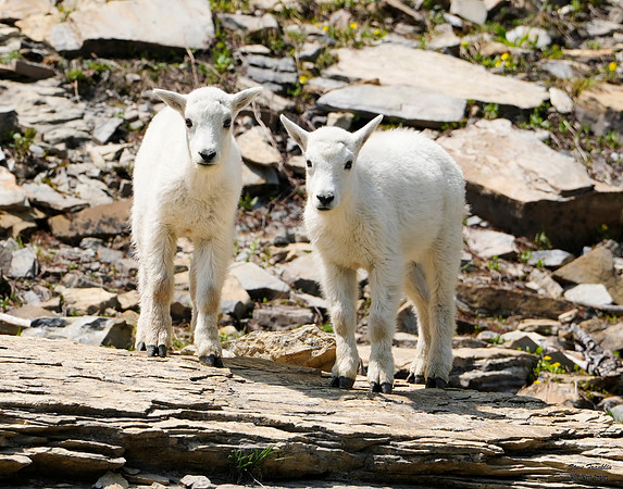 goat kids playing 7 det WWI