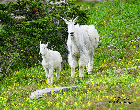 Mt Goat hidden Lake overlook mom n kid 1 det WWI