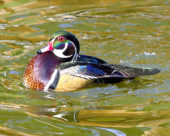 a Wood Duck -  Detail - Smooth n Dreamy less red