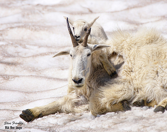 Mt Goat kid 1 det WWI
