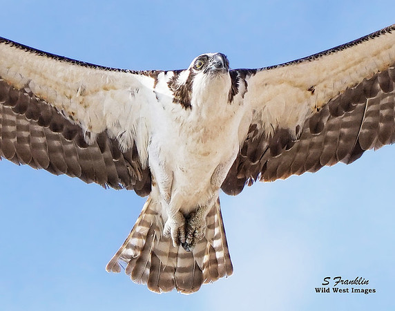 Osprey in flight 1