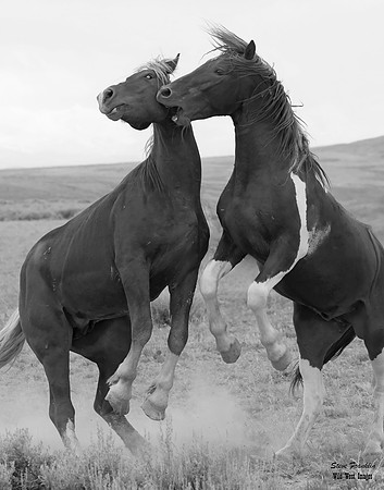 Mustang 29 det + WWI BnW II