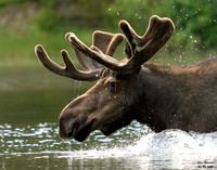 Moose 2 det WWI