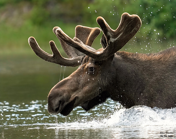 Moose 2 det WWI