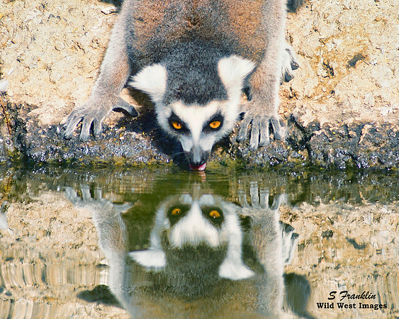 Ring-Tailed Lemur 1