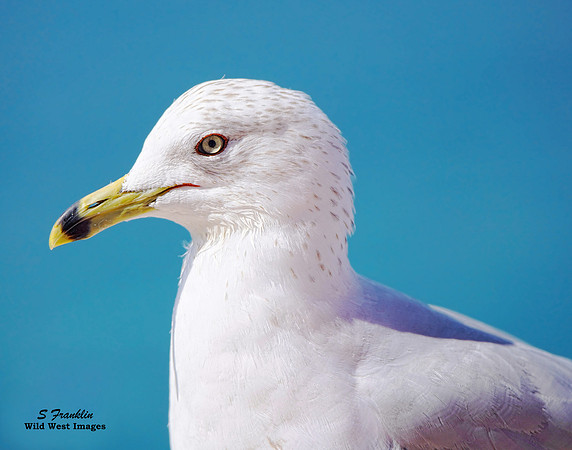 Sea Gull Ring Bill 1