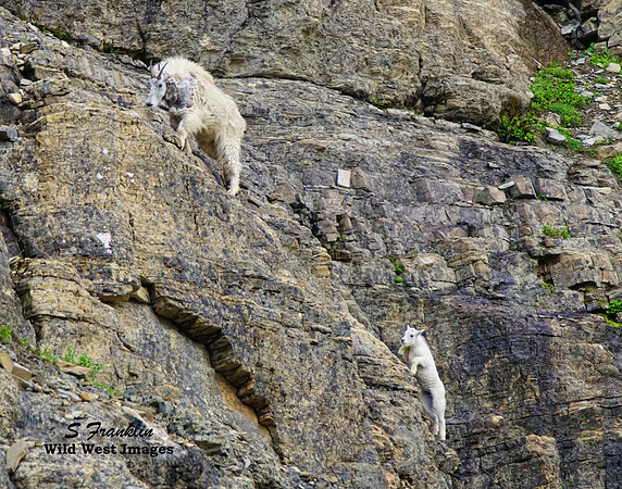 White Mountain Goats 1