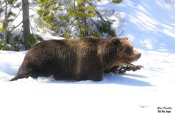 Obsidian boar 1 det WWI