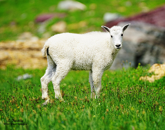White Mountain Goat kid 6