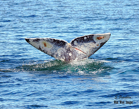 Grey Whale Tail 5 det WWI