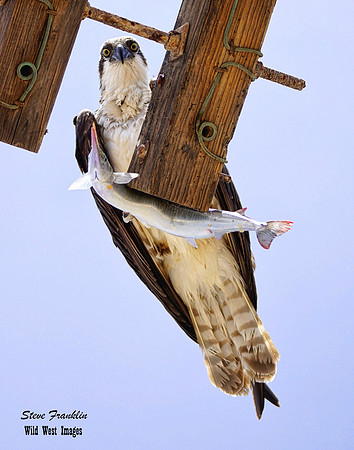 Osprey not sharing det port WWI-SharpenAI-focus c WWI
