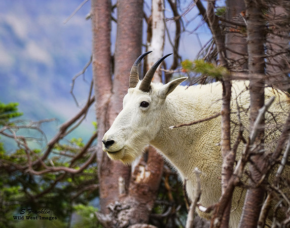 White Mountain Goat at Hidden Lake Glacier N.P. 2