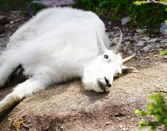 White Mountain Goat 14