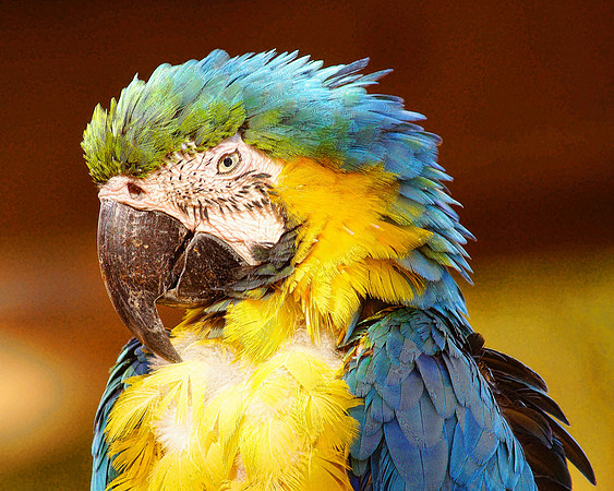 Blue Green Macaw + Det - edge