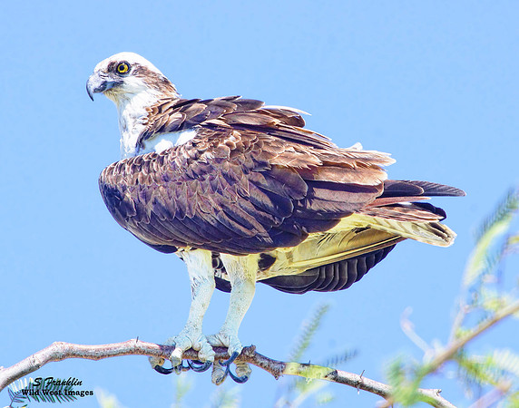 Osprey 3