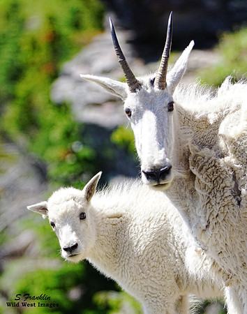 White Mountain Goat 5