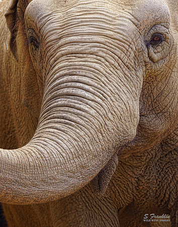 Elephant 1
