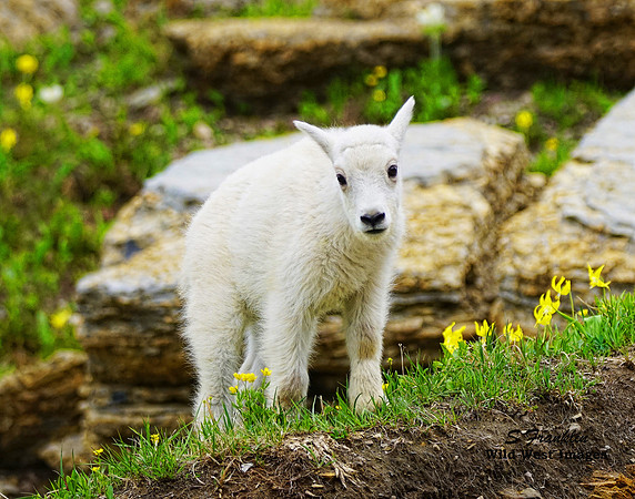 White Mountain Goat kid 5