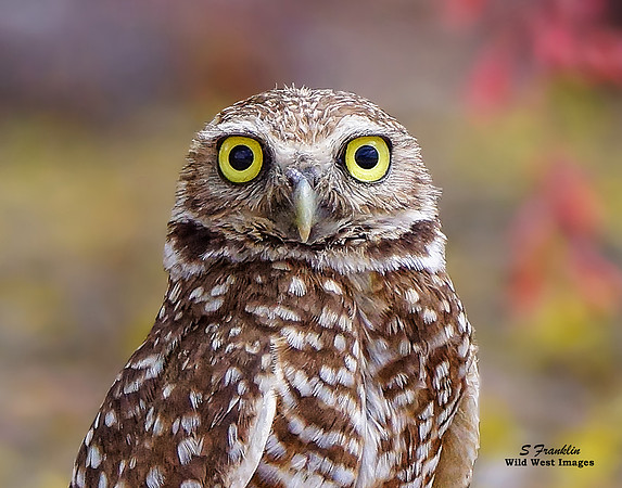 Burrowing Owl 2