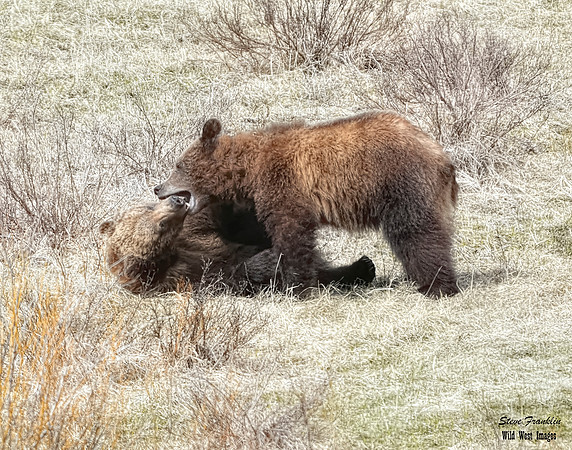 Cubs fight 3 det WWI