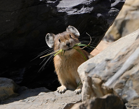 Pika rock 1 det WWI