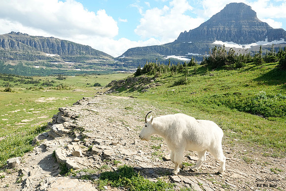 Mt Goat Meadow 9 det WWI