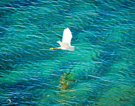 Snowy Egret 2