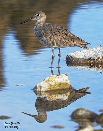 Willet 1 det WWI