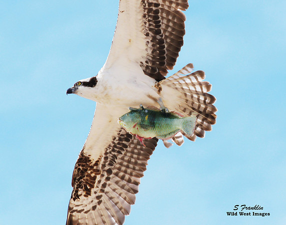 Osprey with Fish 2