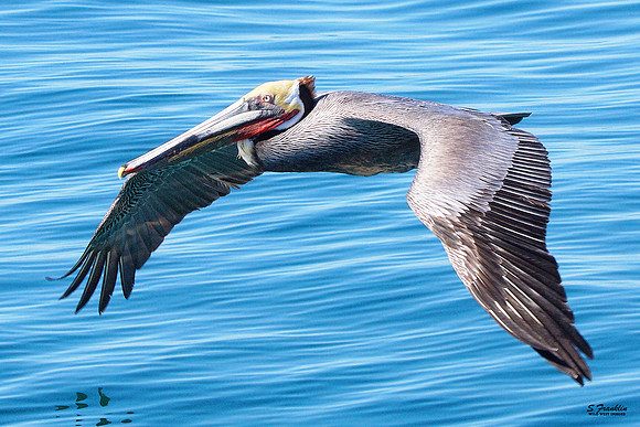Brown Pelican Glide 1