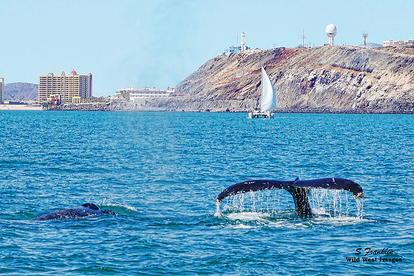 Humpback Whales at Rocky Point 2