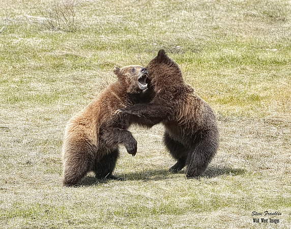 Cubs fight 2A det WWI