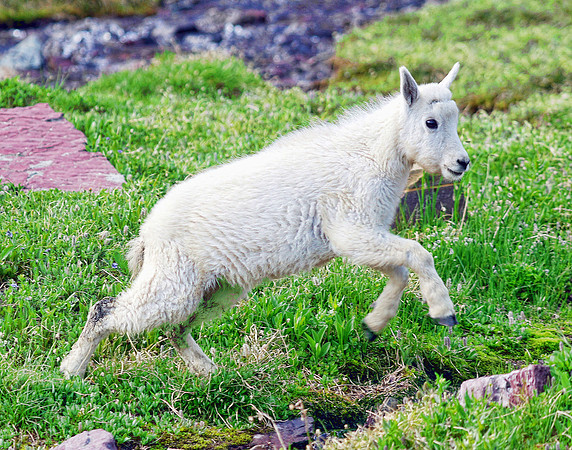 White Mountain Goat kid 2