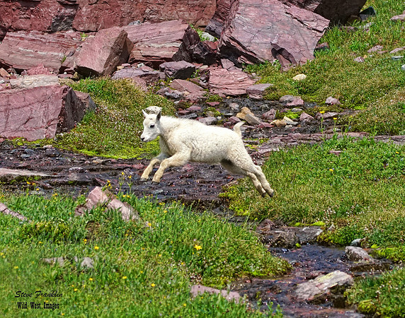 Goat kid leap 1 det WWI - quietly leaping