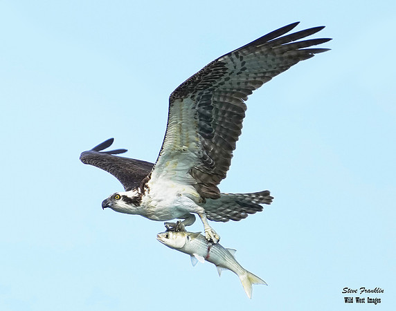 Osprey fish 1 best det WWI c