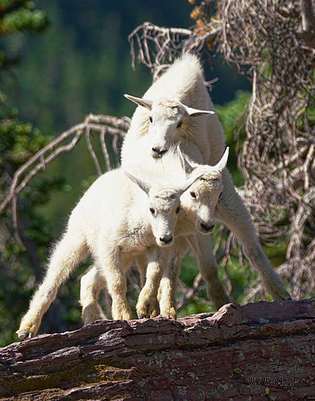 Mt Goat 10 det WWI