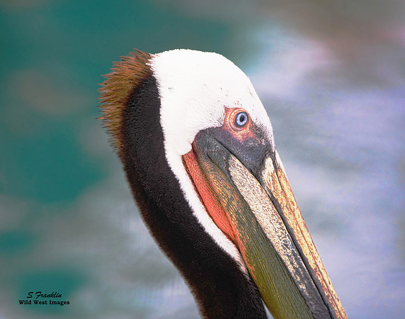 Brown Pelican 3