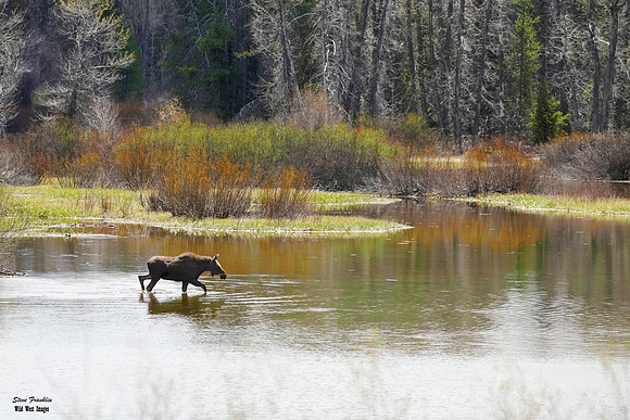 Moose river 1 det WWI