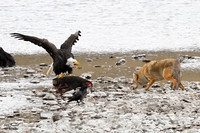 Bald Eagle vs Coyote 1 det WWI