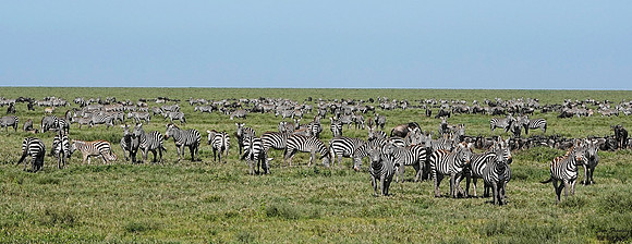 Zebra herd 2 det WWI