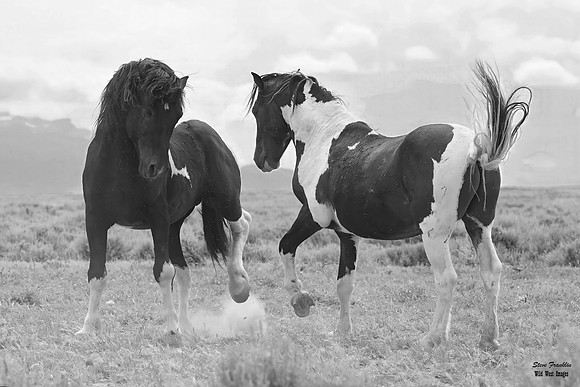 Mustang 30 det WWI BnW II
