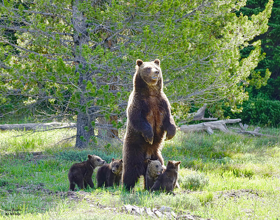 399 n cubs 30 30x20 det c WWI