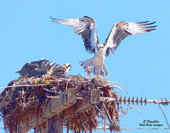 Osprey Bringing home dinner 1