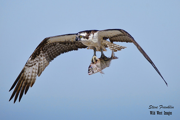 Osprey snapper 2 det WWI