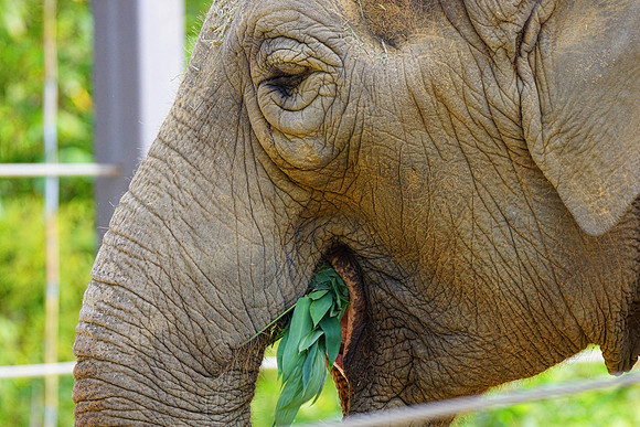 Elephant 7 det