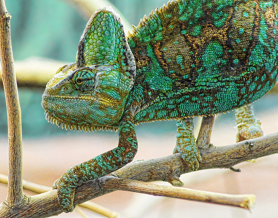 a African Chameleon 14x11 - Color Blast n Detail=