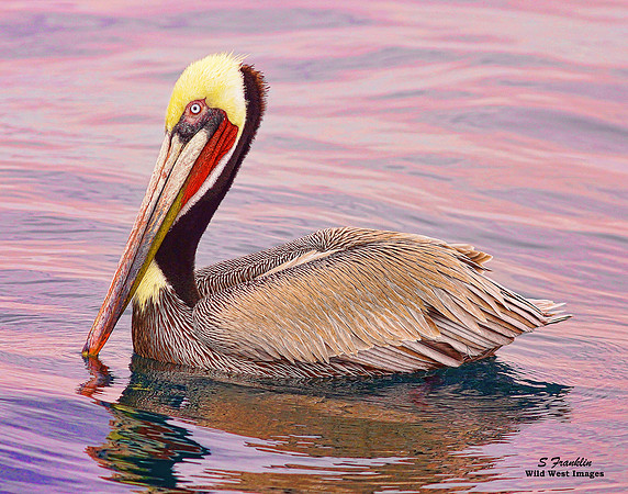 Brown Pelican 4