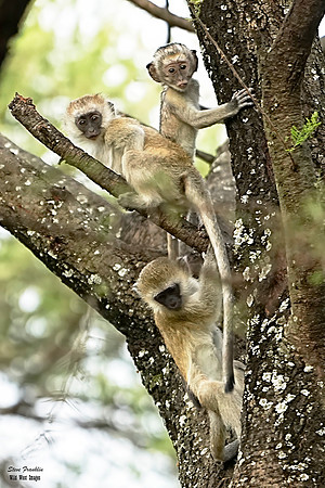 Vervet Monkey 1 det WWI