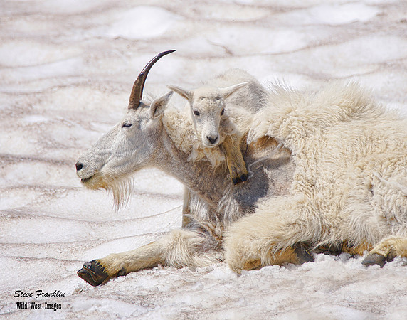 Mt Goat kid 2 det WWI