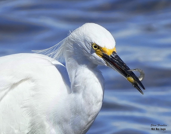 Snowy Egret 3 det WWI